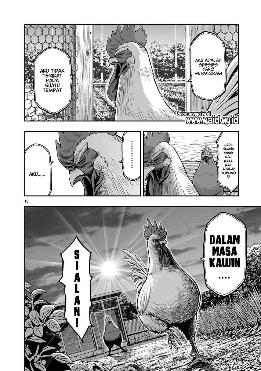 Rooster Fighter chapter 1